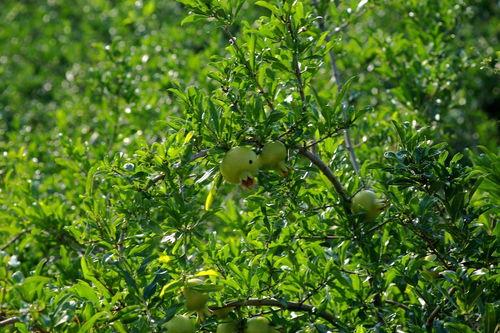 青石榴在线视频,探索青春成长的多元视角
