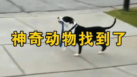 一手在线视频,XX领域的最新动态与趋势